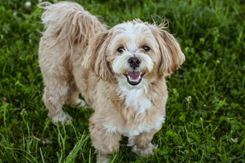 11 independent dog breeds that don’t struggle as much with separation 8 Lhasa Apso