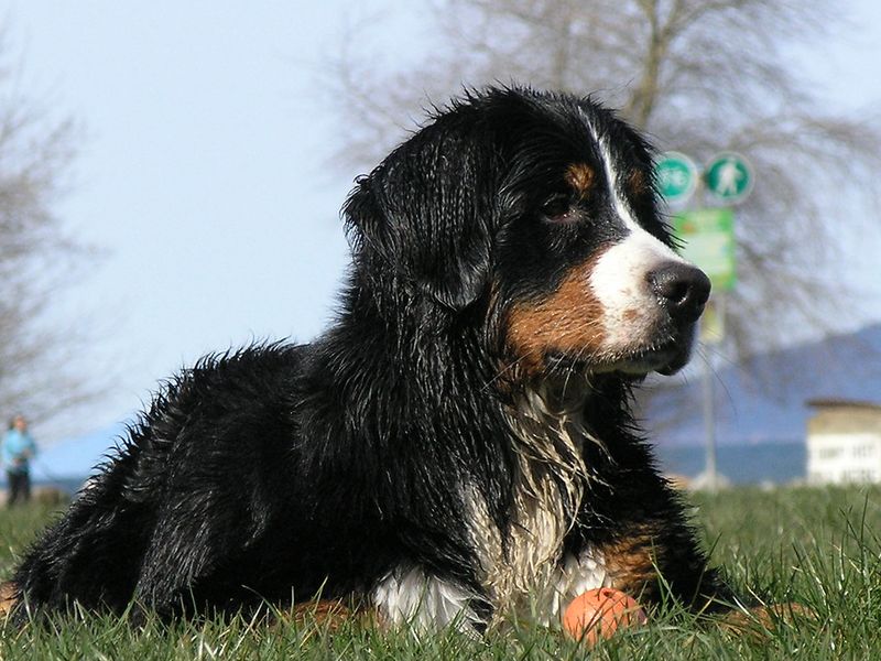 A level-headed personality is one of the greatest strengths these dog breeds share 4 Bernese Mountain Dog