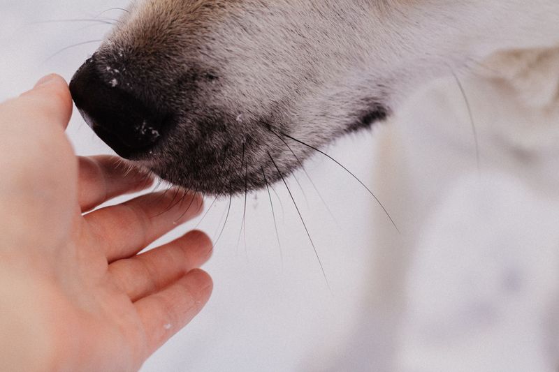These 14 scents reveal just how extraordinary a dog's nose really is 5 Seizure-related body chemistry