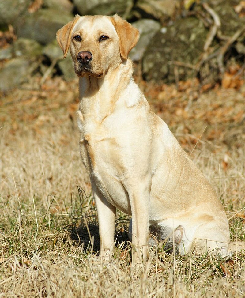 Years of experience lead many owners to these same 13 dog breeds – plus 3 pleasant surprises 12 Labrador Retriever