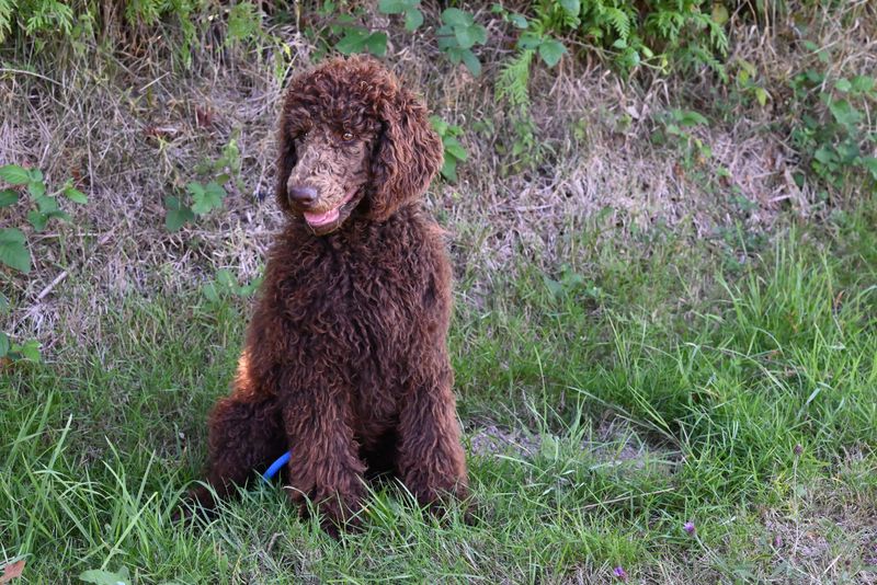 Some dog breeds leave such a lasting impression that every future companion has big shoes to fill 7 Standard Poodle