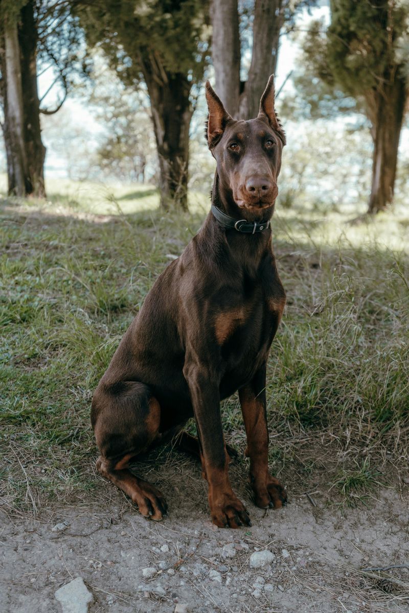 11 Dog Breeds Known for Their Truly Impressive Muscular Builds 11 Doberman Pinscher