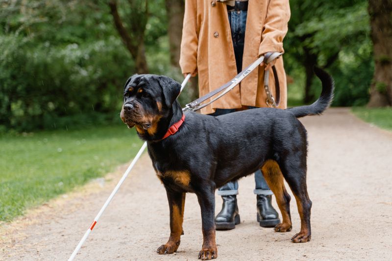 Everything around them can become chaotic - These dogs often seem to get more focused instead 6 Rottweiler
