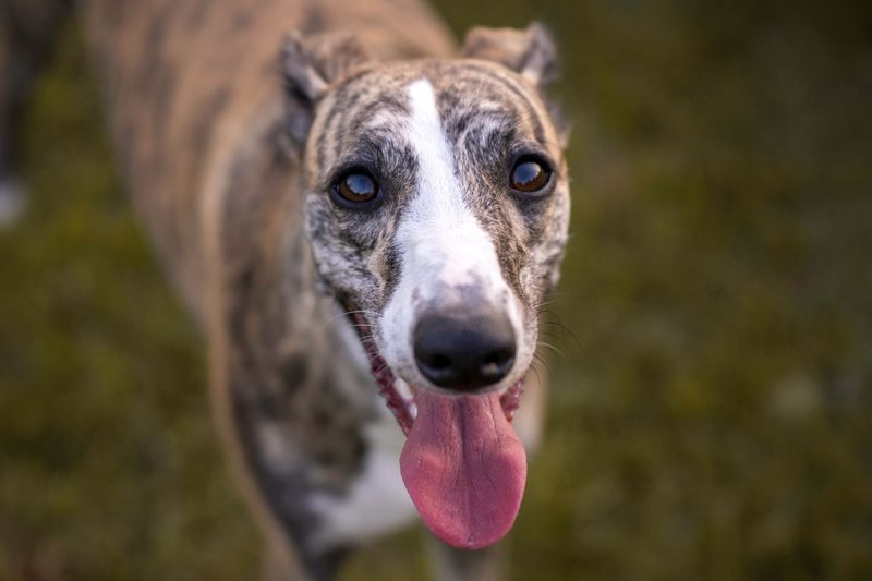 These 10 dog breeds quietly become the most stress-free members of the household 3 Greyhound