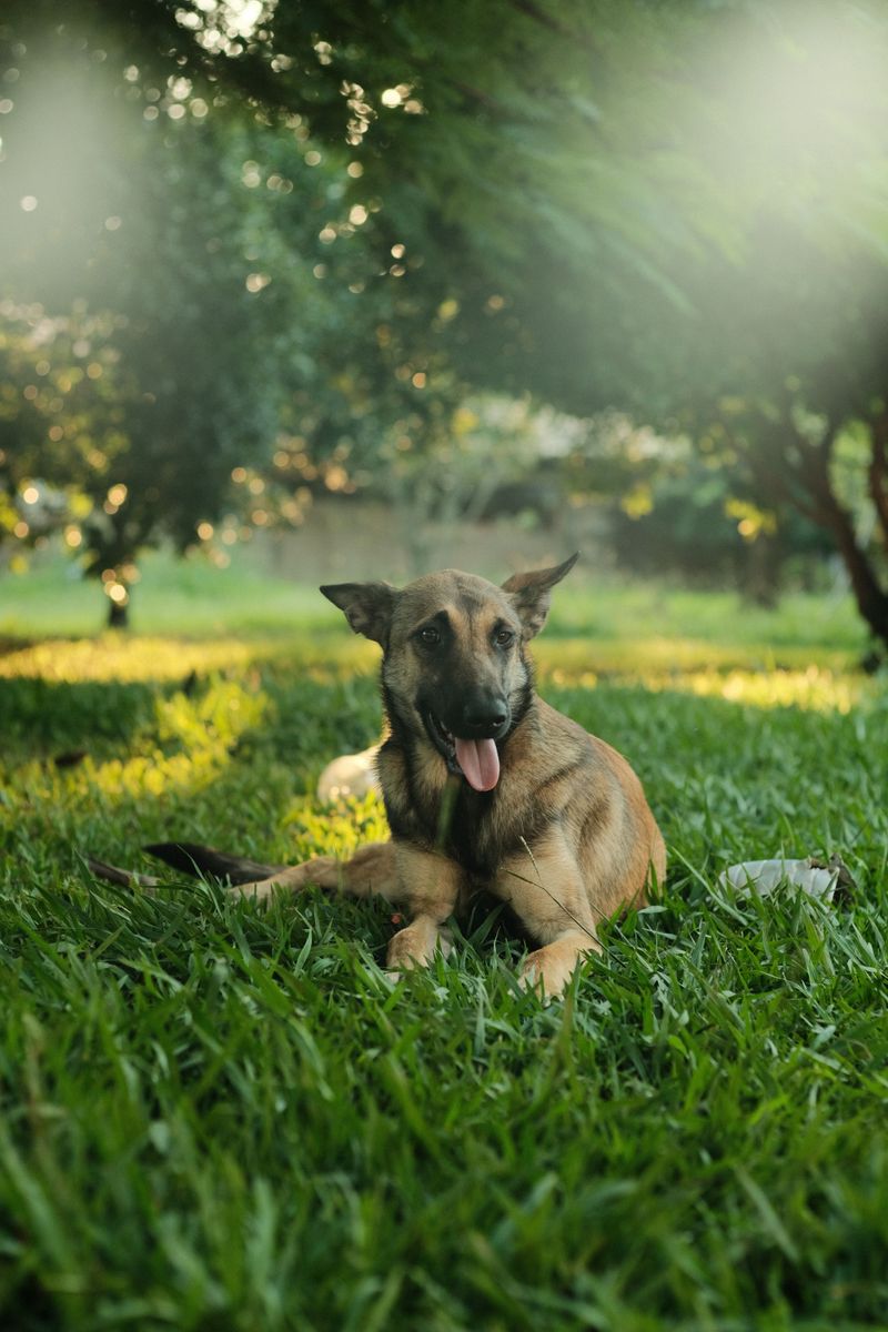Belgian Malinois