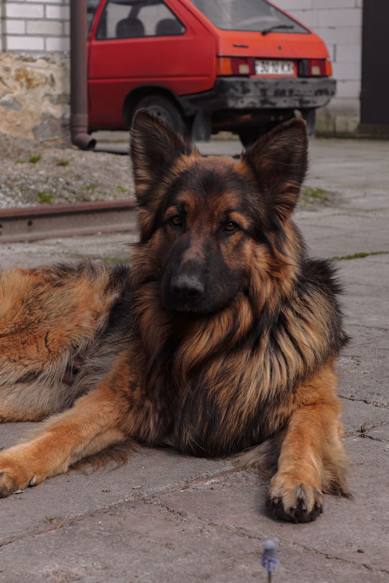 Some dog breeds form such deep bonds that goodbyes never get easier 6 German Shepherd