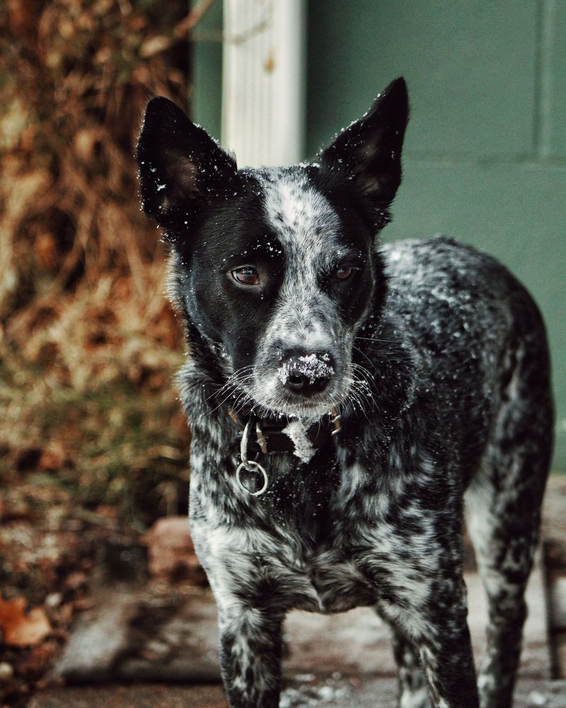 Australian Cattle Dog