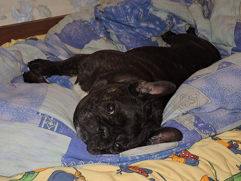 10 dogs whose resting face could make a cheerful personality look permanently disappointed 5 French Bulldog: Small Dog, Serious Review