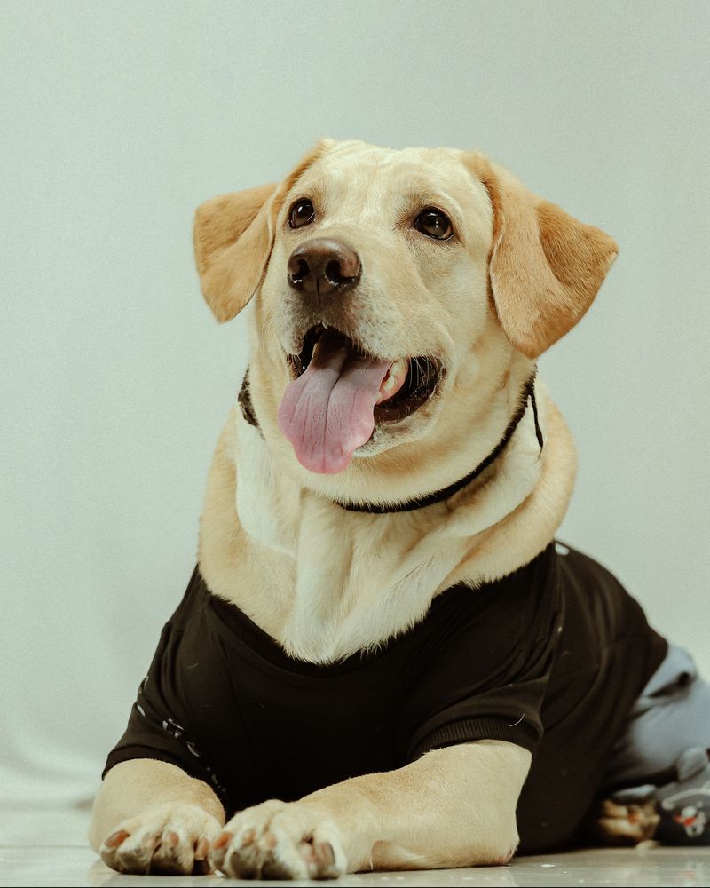 Labrador Retriever