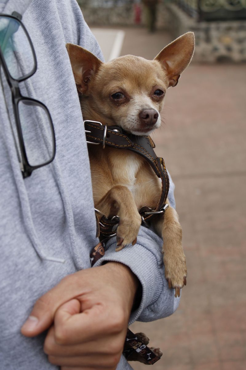 Chihuahua: Not Just a Purse Accessory