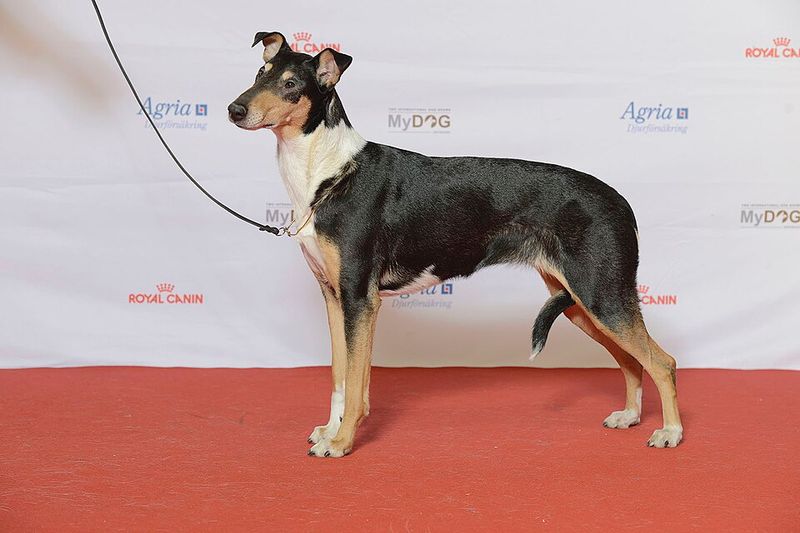 Smooth Collie