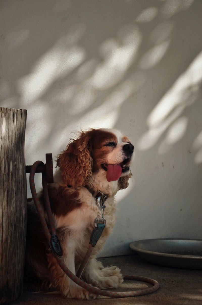 Cavalier King Charles Spaniel