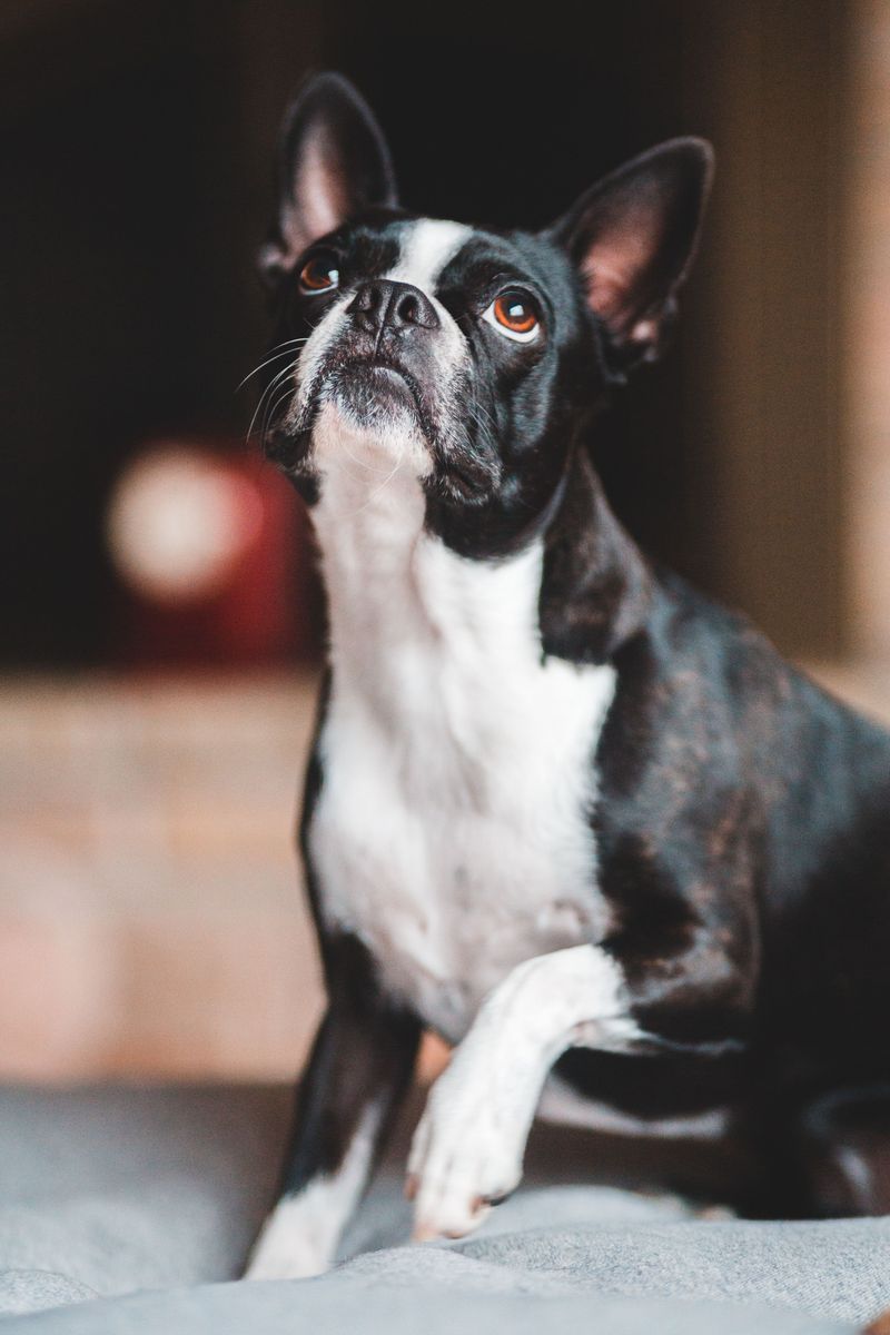 One person and the right dog can make a surprisingly complete household 4 Boston Terrier
