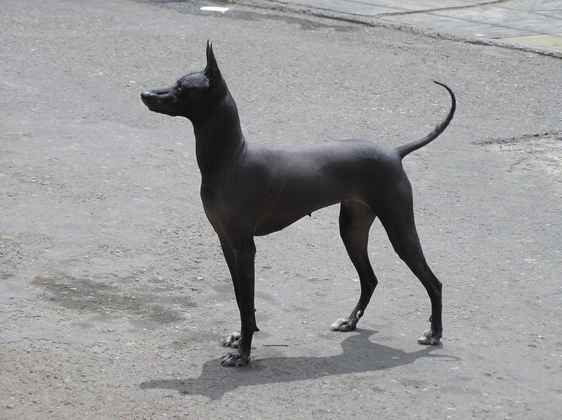 10 dog breeds so weird-looking most people assume they’re fake at first glance 10 Peruvian Inca Orchid
