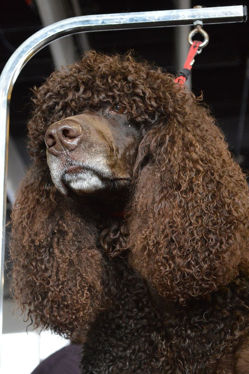 12 Dog Breeds That Approach Border Collie-Level Intelligence (and 13 Close Followers) 23 Irish Water Spaniel