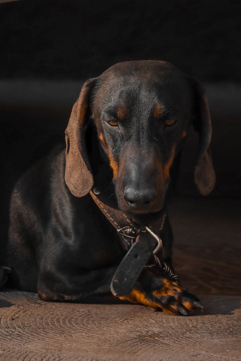 Some dog breeds leave owners so satisfied they'd happily choose them all over again 10 Dachshund