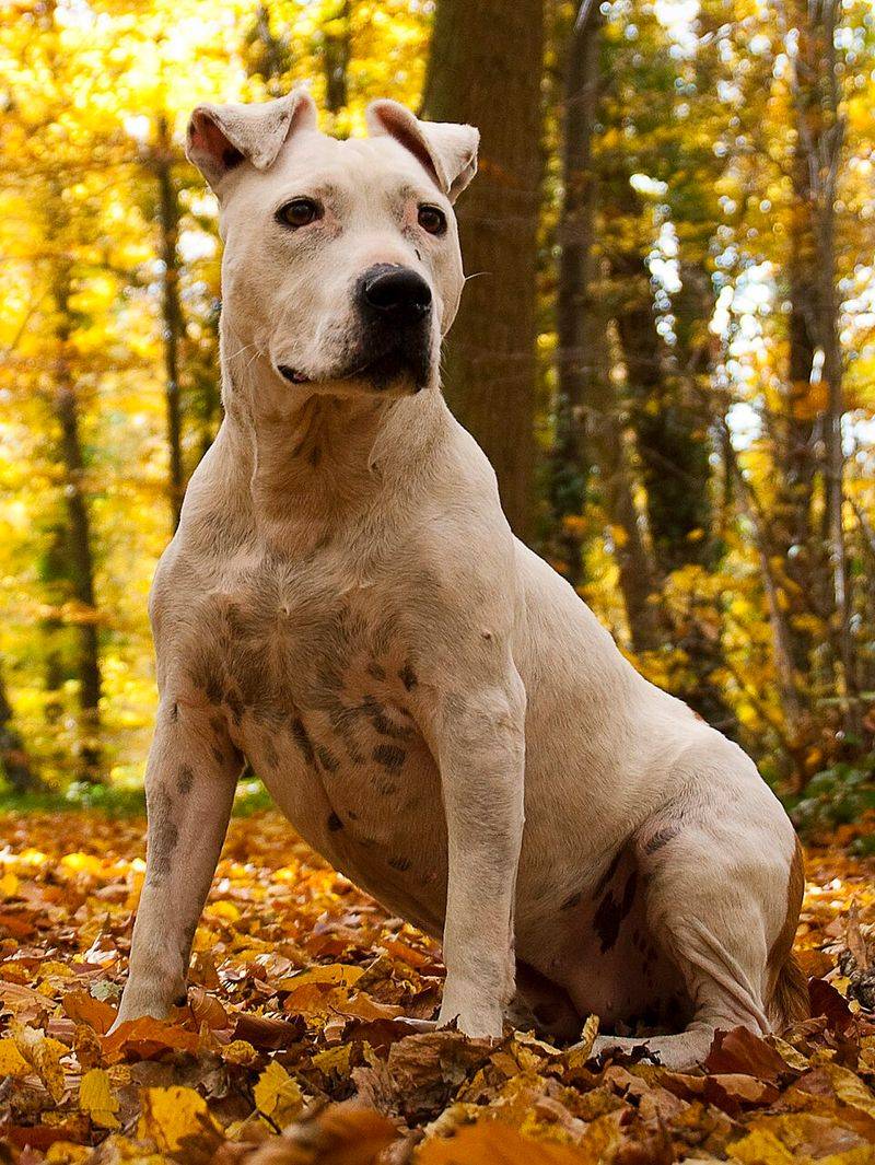 Dog ownership doesn't automatically require becoming a part-time groomer - These breeds prove it 11 American Staffordshire Terrier