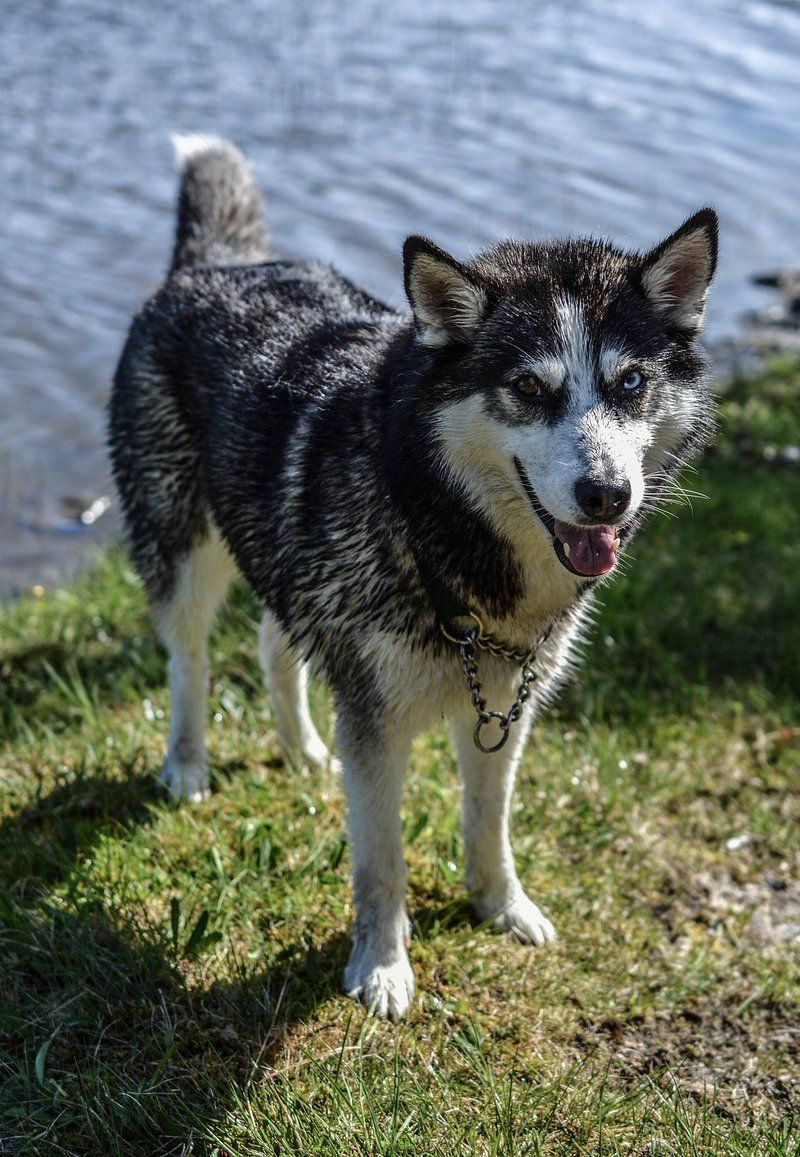 Siberian Husky
