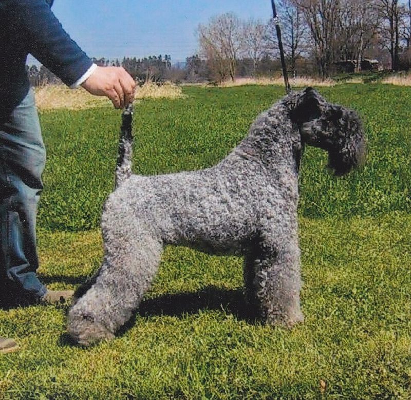 Many owners with allergies begin their search with these well-known dog breeds 10 Kerry Blue Terrier