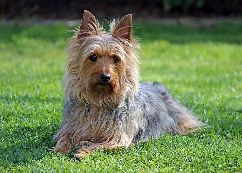 25 Tiny Dog Breeds That Don’t Like Being Left Alone for Long 24 Silky Terrier