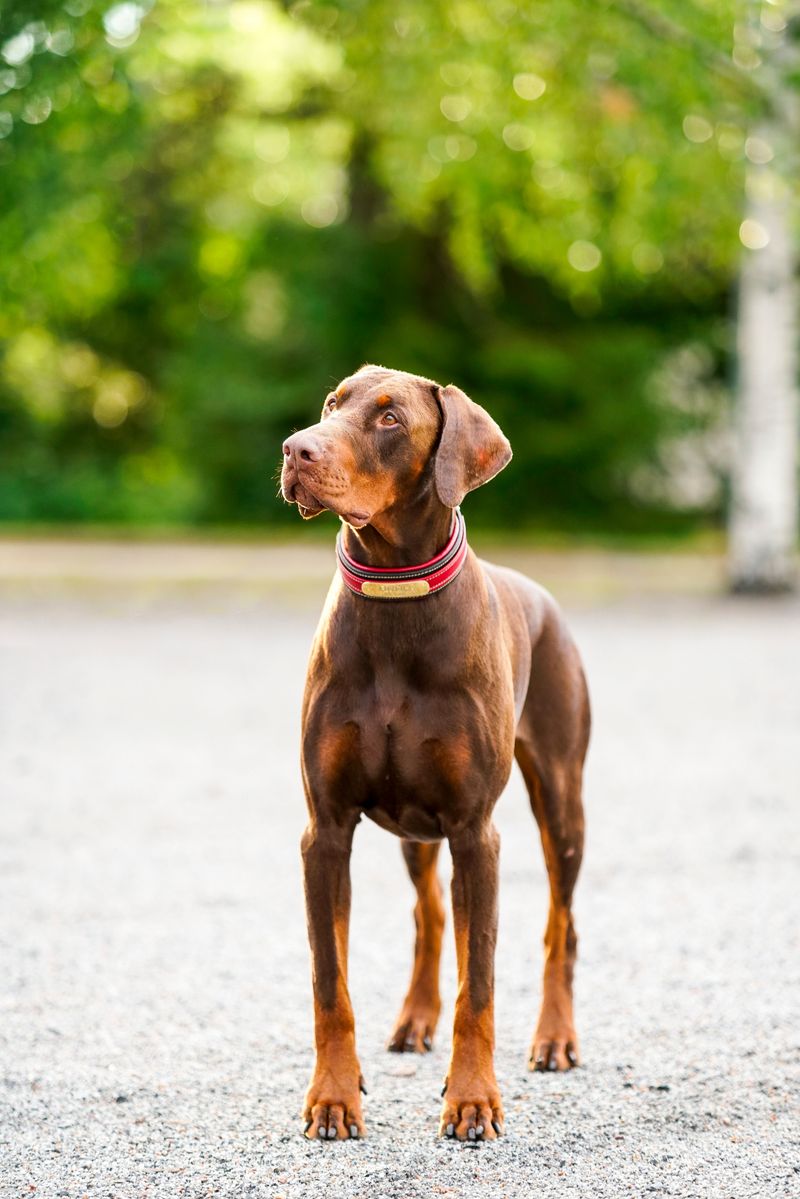 Some dog breeds form such deep bonds that goodbyes never get easier 3 Doberman Pinscher