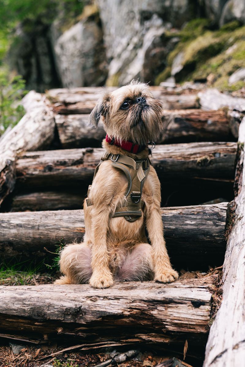 Brussels Griffon: A Tiny Dog With a Serious Beard