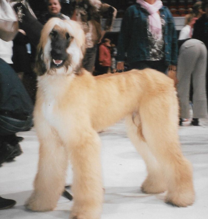 Afghan Hound