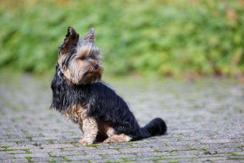 Yorkshire Terrier