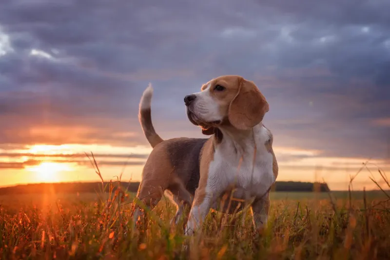 12 dogs that become far easier to live with once routines are respected and maintained 2 Beagle