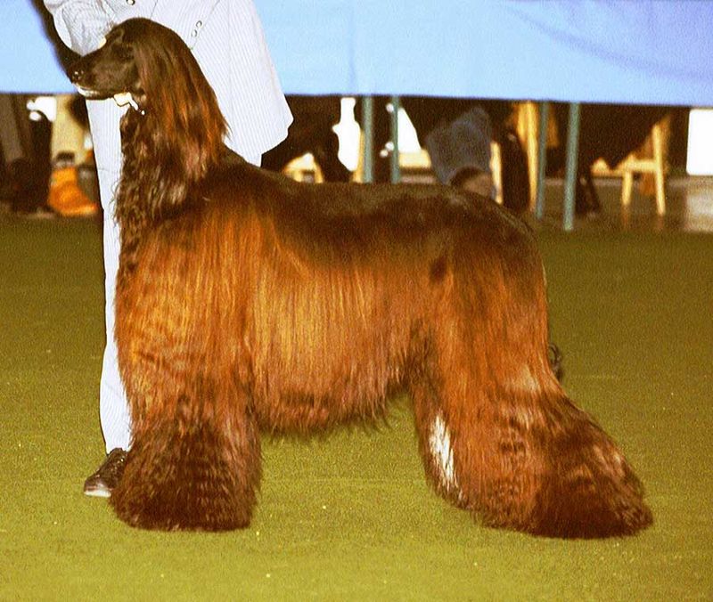 Afghan Hound