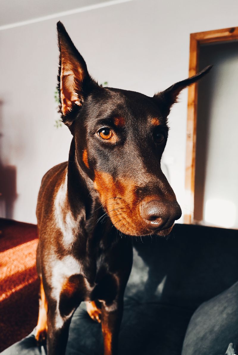These dog breeds are often appreciated by owners who prefer less noticeable canine odor around the home 5 Doberman Pinscher