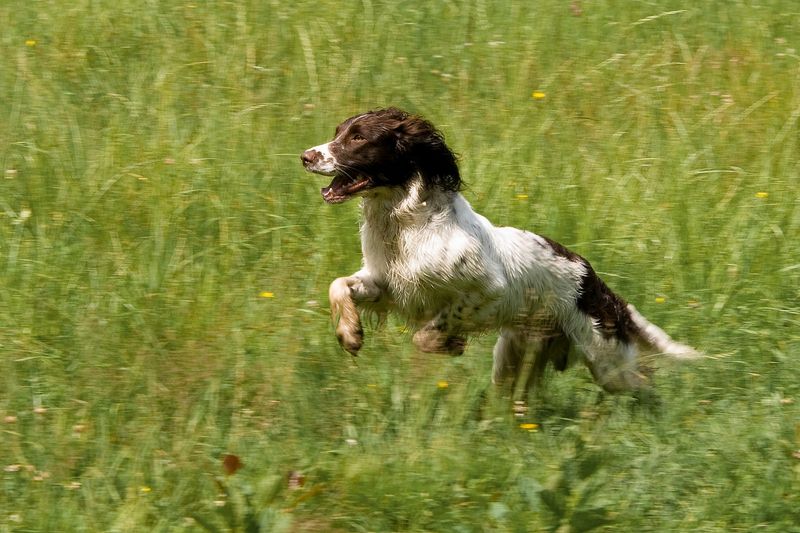 16 Surprising Facts About English Springer Spaniels You Might Not Know 13 Exercise Is Essential