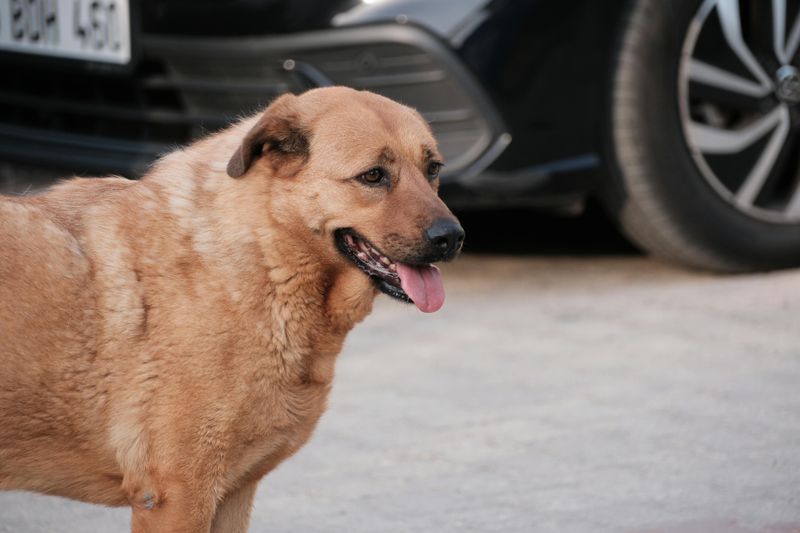 Popularity Charts Don’t Tell the Full Story - 13 Breeds Quietly Gaining Fans 8 Chinook