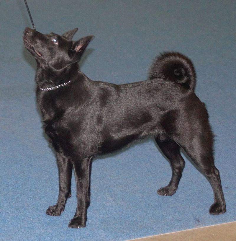 These 12 uncommon dog breeds are built to last – plus 3 hidden powerhouses 11 Black Norwegian Elkhound