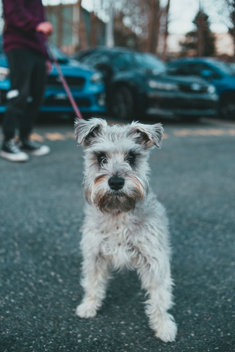Miniature Schnauzer