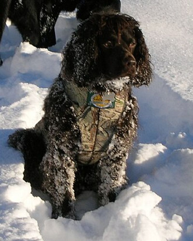 15 dog breeds that seem like they would be the stars of a long summer spent outdoors 11 American Water Spaniel