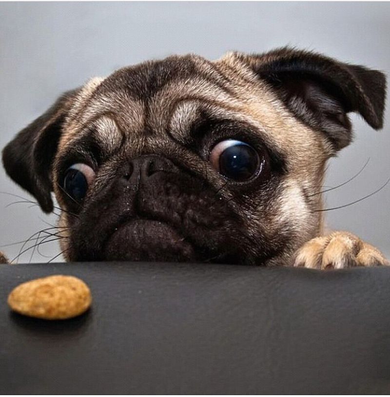12 dogs that love food so much owners have to stay alert 6 Pug