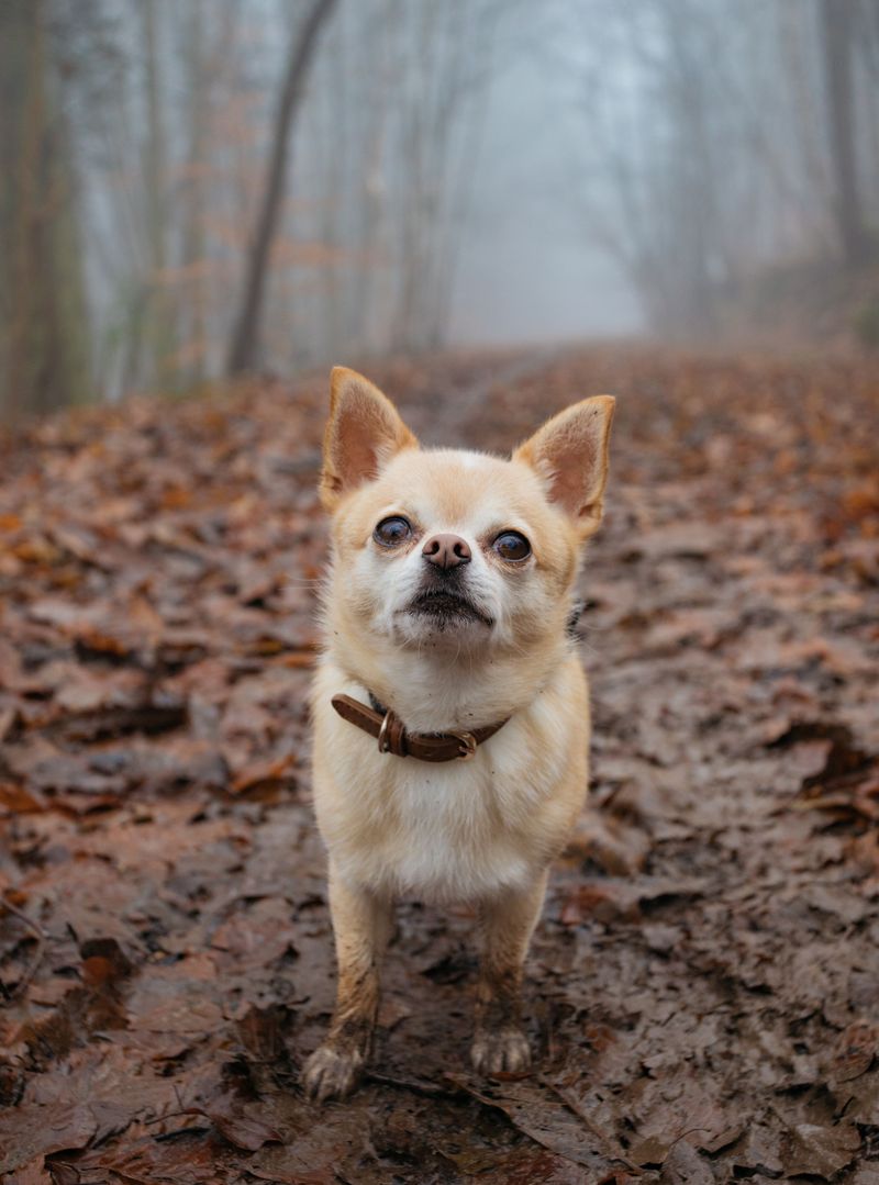 Think a tiny dog will be easy to control? These 13 breeds may surprise you 2 Chihuahua