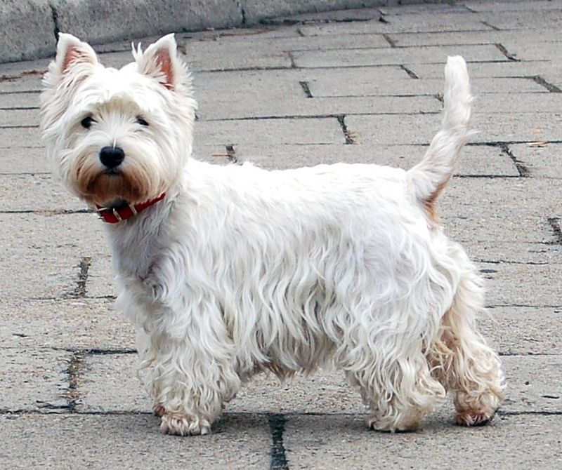 10 Dog Breeds That Commonly Develop Skin Sensitivities (And the Care Habits That Matter) 2 West Highland White Terrier