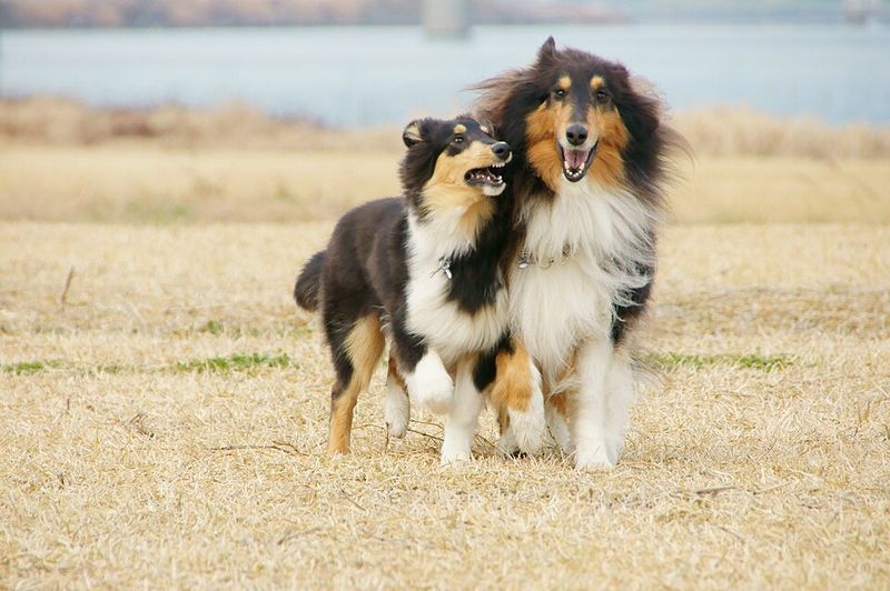Owners who value consistency often return to these dog breeds again and again 8 Rough Collie