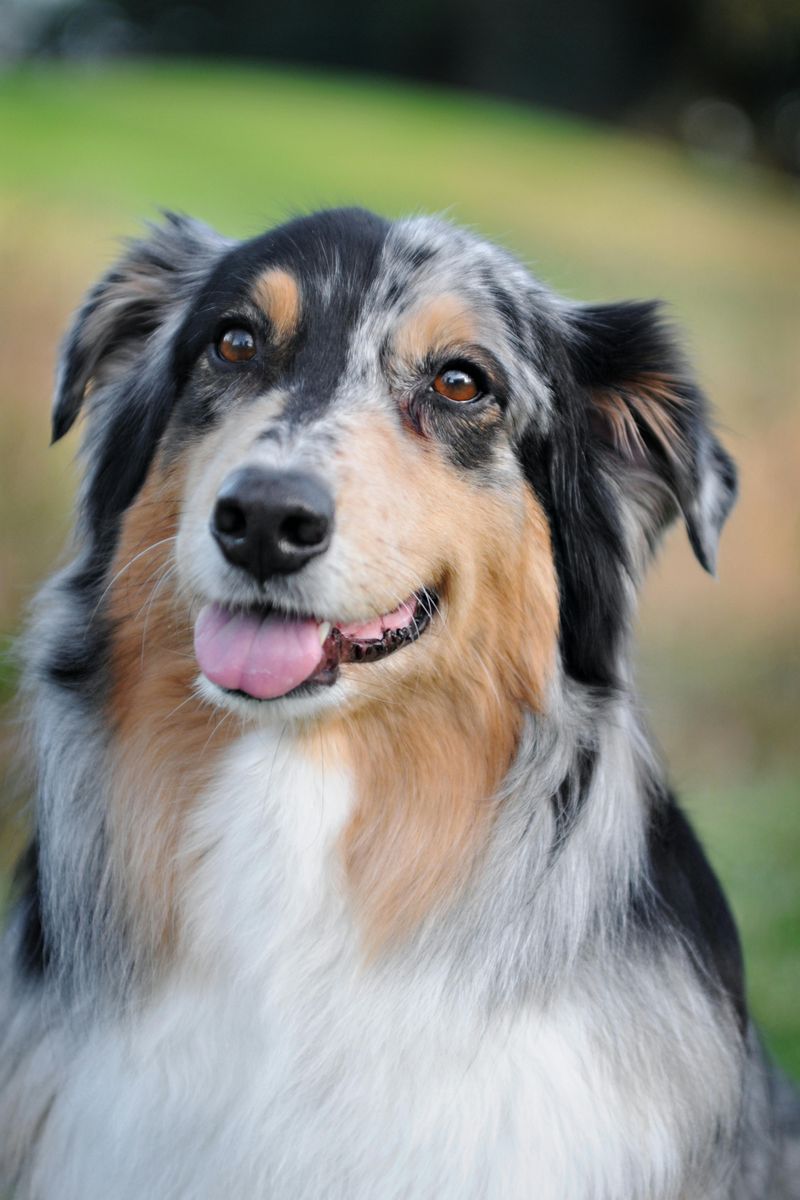 18 Highly Intelligent Large Dog Breeds That Learn New Tricks Quickly 11 Australian Shepherd