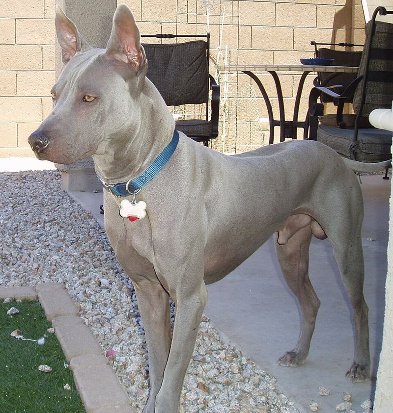 Thai Ridgeback