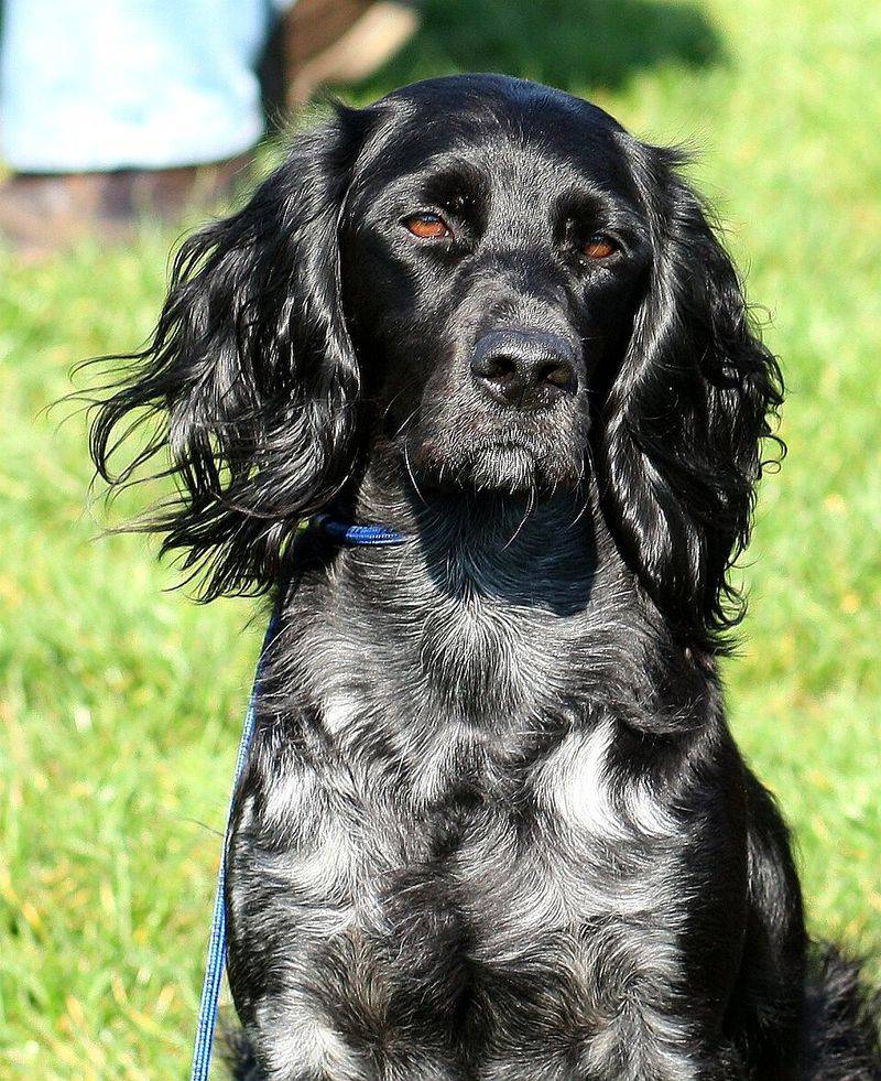 Blue Picardy Spaniel