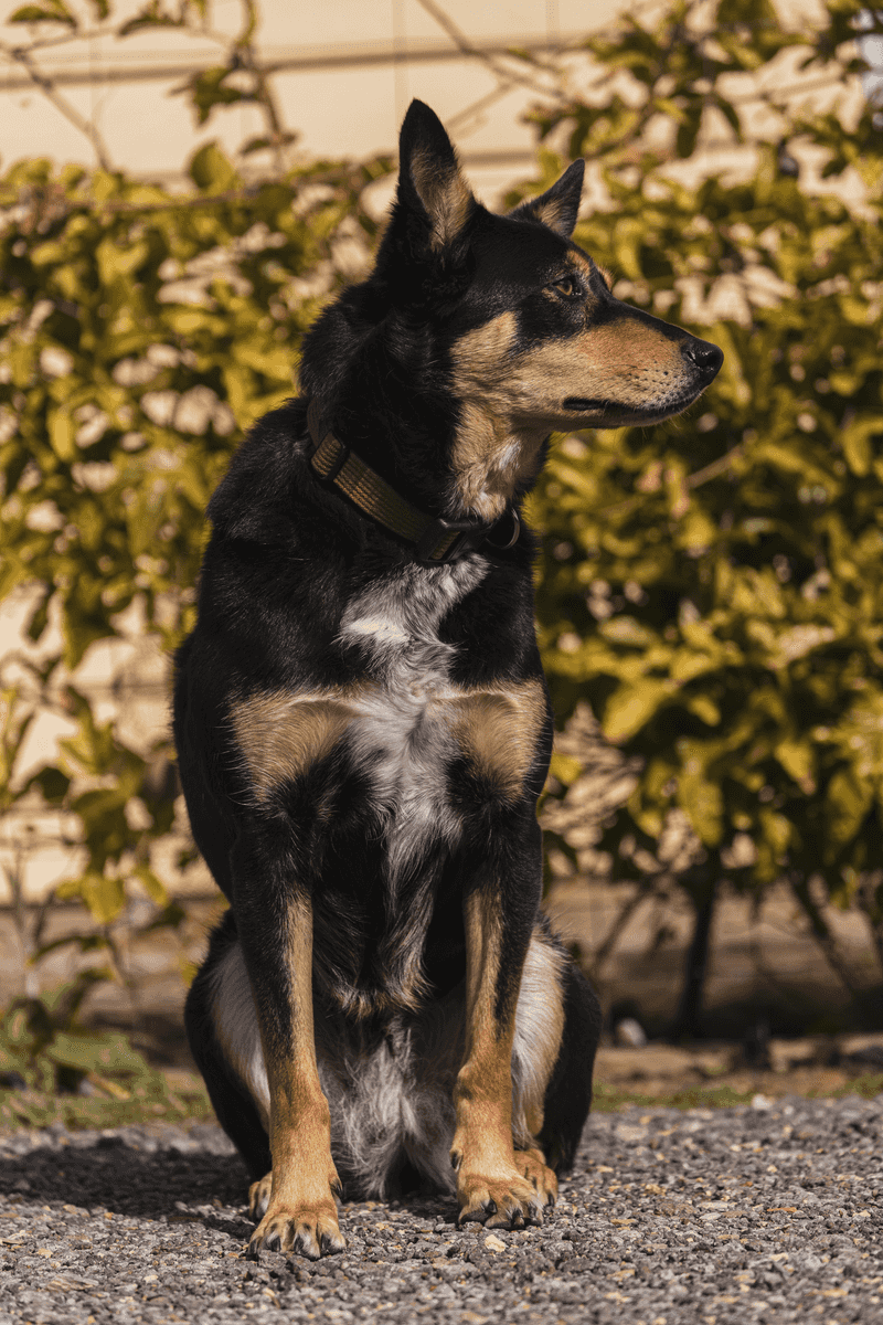 Australian Kelpie