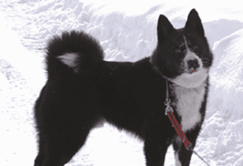 17 dog breeds that stay calm for years and then surprise everyone with their instincts 17 Karelian Bear Dog