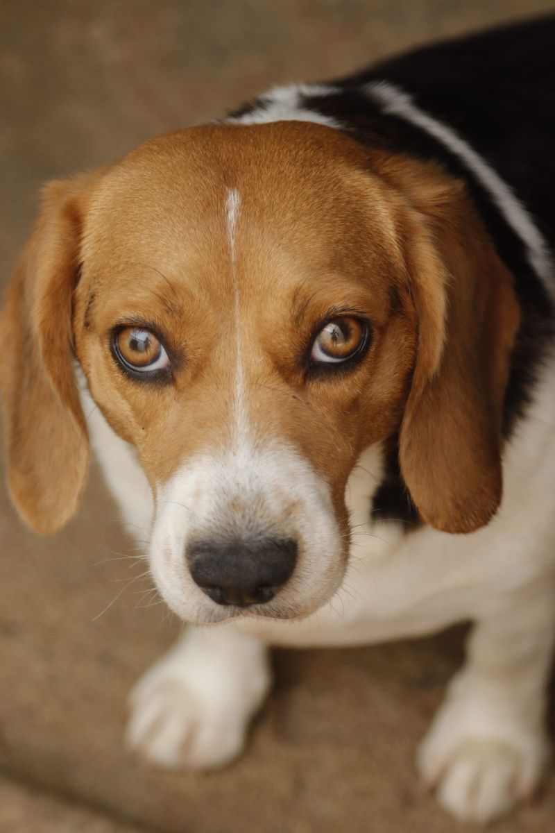 These 13 medium-sized dogs can handle family chaos all day and still settle beautifully at night 8 Beagle