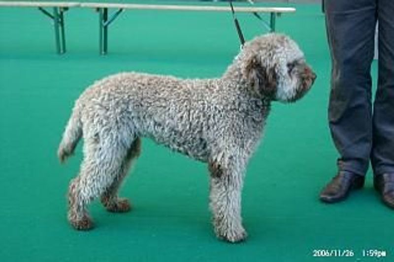 15 dog breeds drawing fresh attention from people tired of seeing the same top picks 6 Lagotto Romagnolo