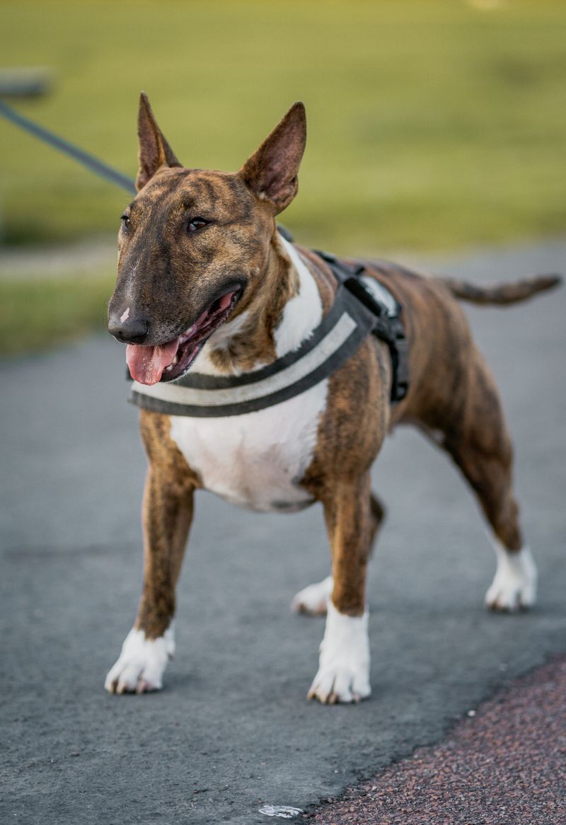These dog breeds earned a stubborn reputation - yet mindless repetition rarely works on them 11 Bull Terrier