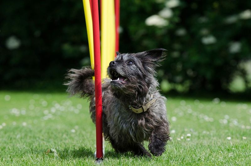 The world’s 15 tiniest dog breeds 13 Affenpinscher