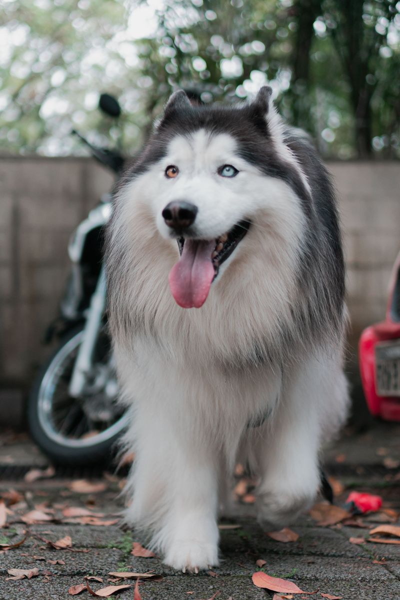 Some dogs can live beautifully with cats - These breeds may make compatibility more complicated 2 Siberian Husky